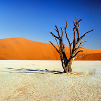 Deadvlei #6