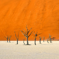 Deadvlei #5