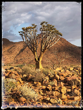 Quiver Tree Forest