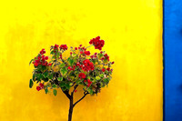 Primary Colors