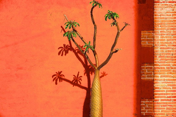 Cactus