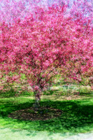 Pretty in Pink