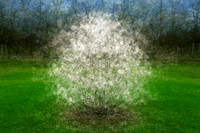Renewal