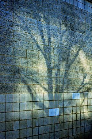 tree, shadow