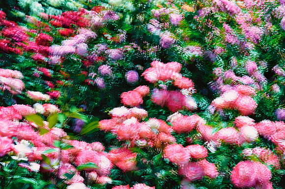 "HOMAGE TO MONET #1"