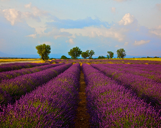 Lavender Treeline