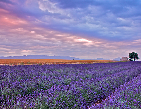 Lavender Sunrise