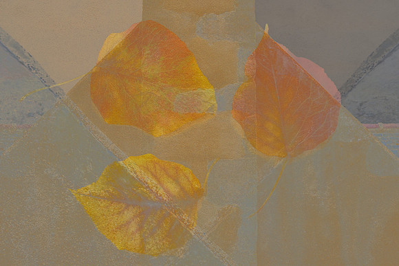 Faded Glory