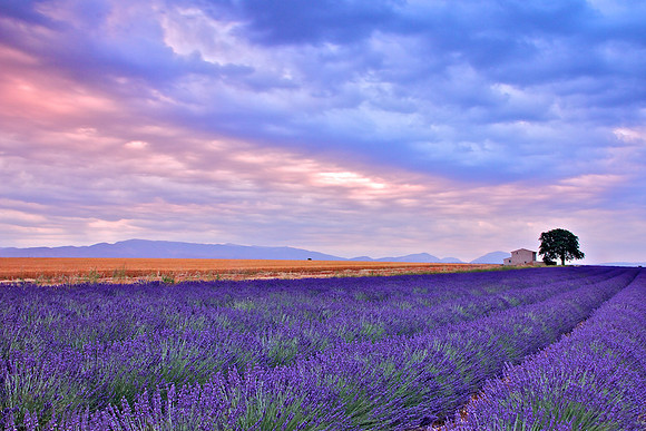 "LAVENDER SUNRISE"